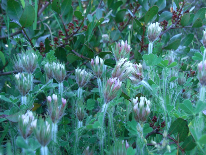 Trifolium stellatum