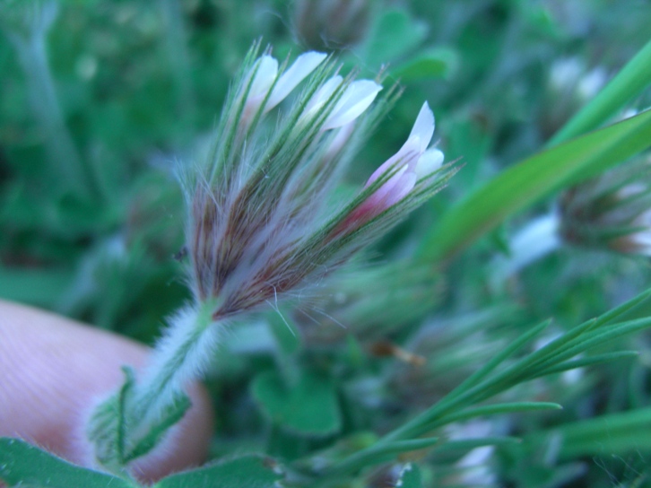 Trifolium stellatum