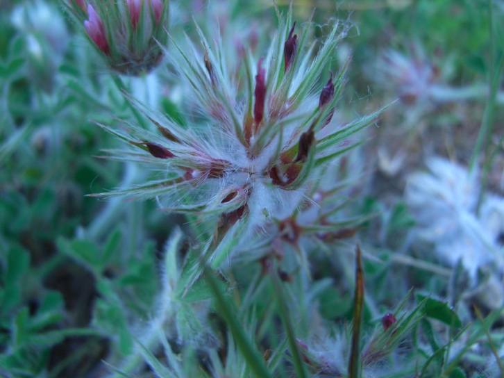 Trifolium stellatum