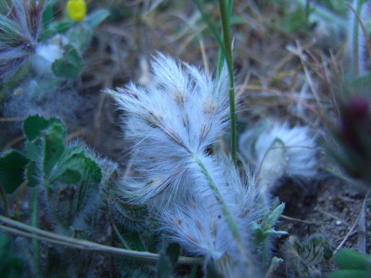 Trifolium stellatum