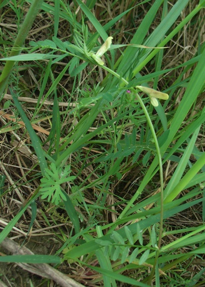 Vicia hybrida