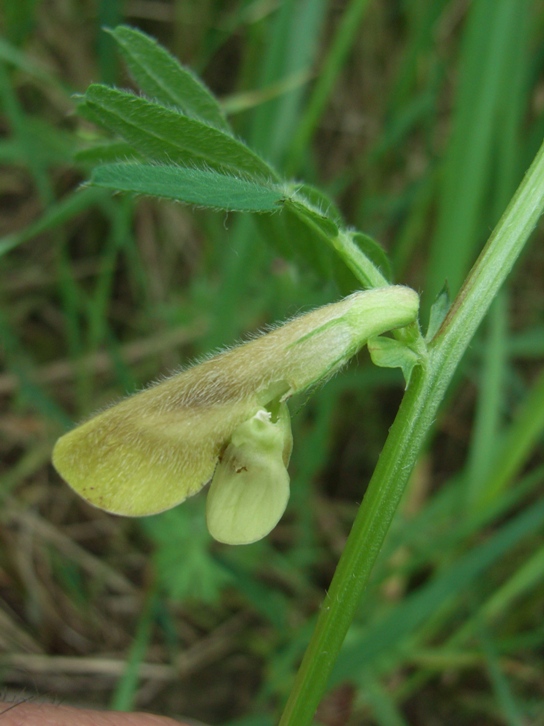 Vicia hybrida