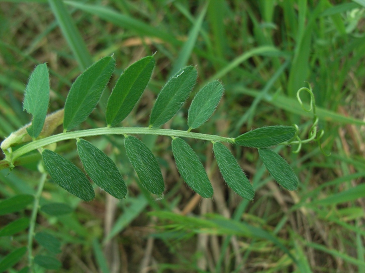 Vicia hybrida