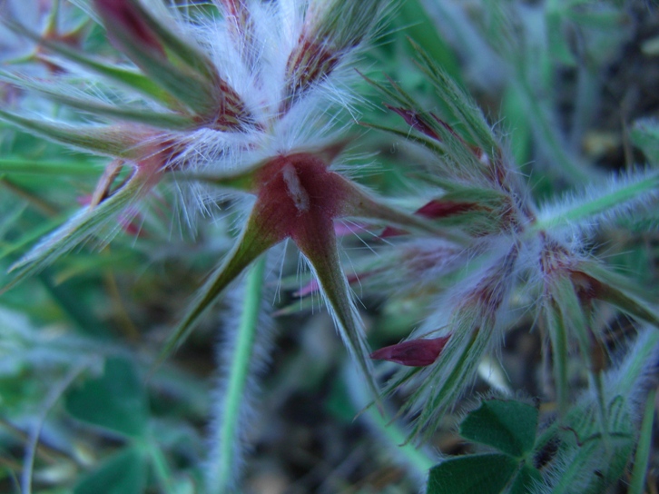 Trifolium stellatum