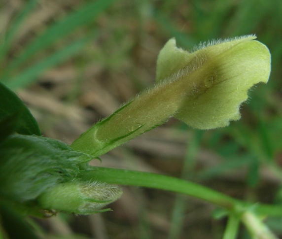 Vicia hybrida