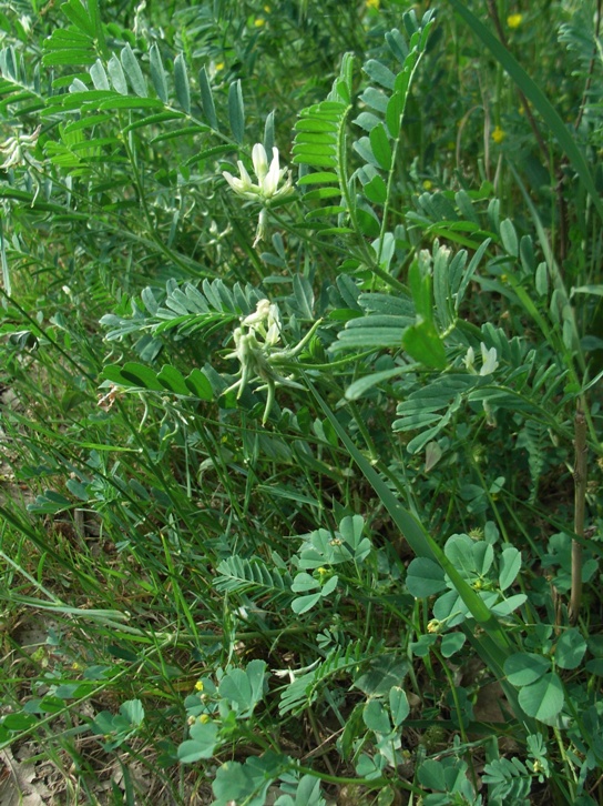 Astragalus hamosus /  Astragalo falciforme