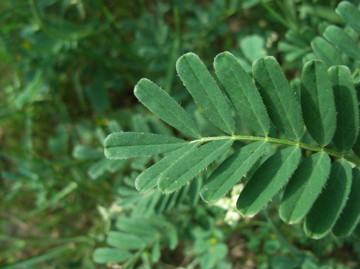 Astragalus hamosus /  Astragalo falciforme