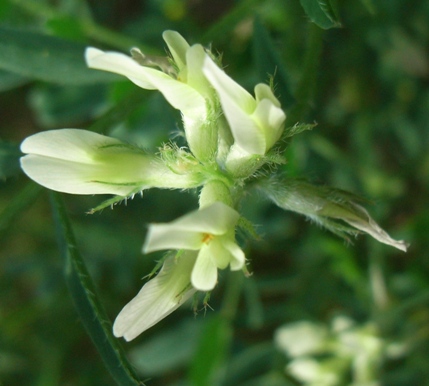 Astragalus hamosus /  Astragalo falciforme