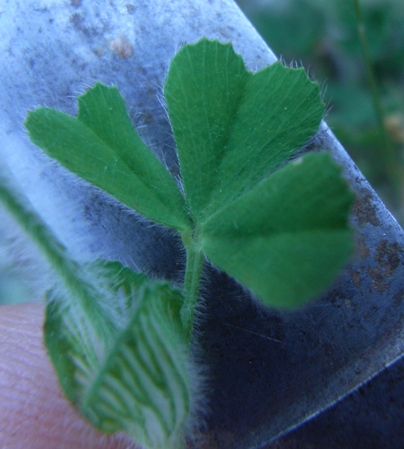 Trifolium stellatum