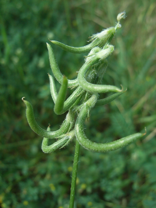 Astragalus hamosus /  Astragalo falciforme