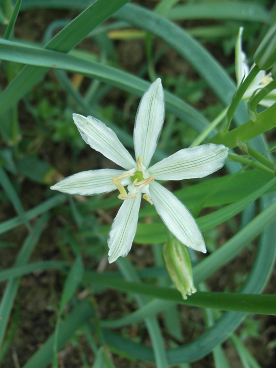 Loncomelos narbonensis / Latte di gallina spigato