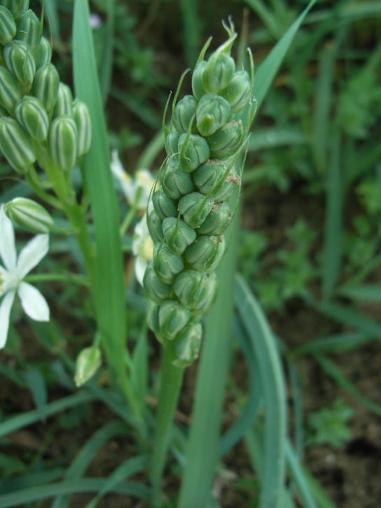 Loncomelos narbonensis / Latte di gallina spigato