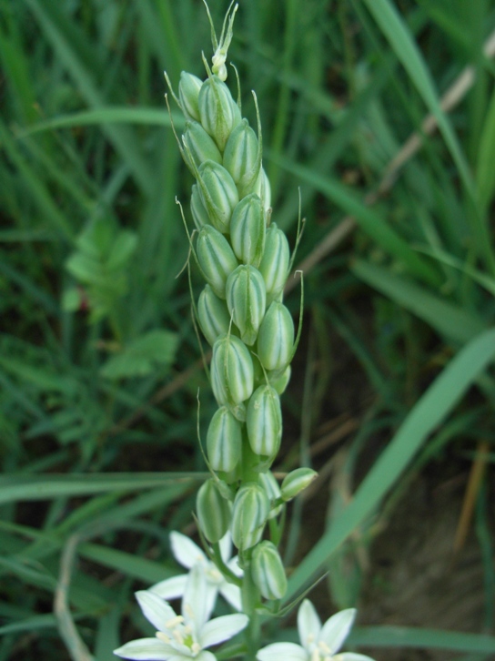 Loncomelos narbonensis / Latte di gallina spigato