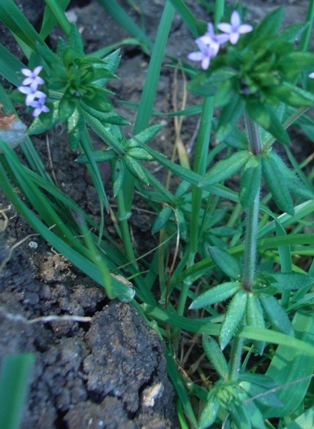 Sherardia arvensis