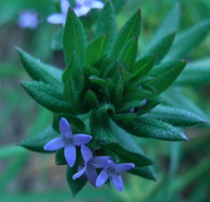 Sherardia arvensis