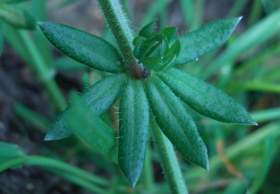 Sherardia arvensis