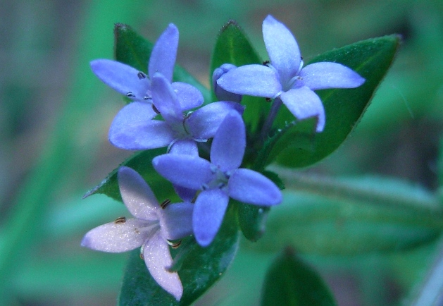 Sherardia arvensis