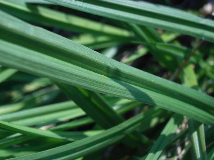 Carex otrubae