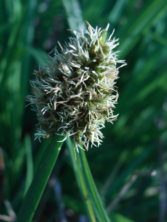 Carex otrubae