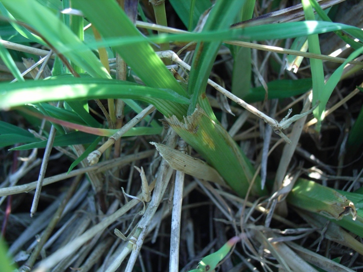 Carex otrubae