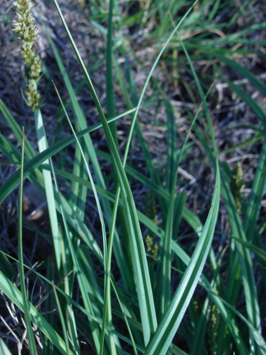 Carex otrubae