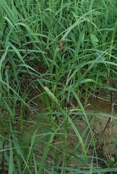 Cyperacea - Bolboschoenus maritimus