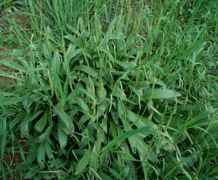 Plantago serraria / Piantaggine seghettata