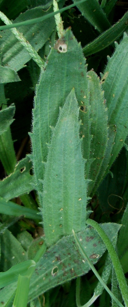 Plantago serraria / Piantaggine seghettata