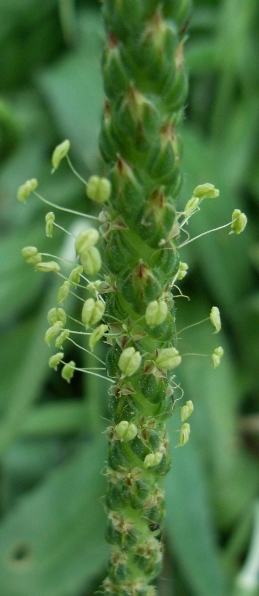 Plantago serraria / Piantaggine seghettata