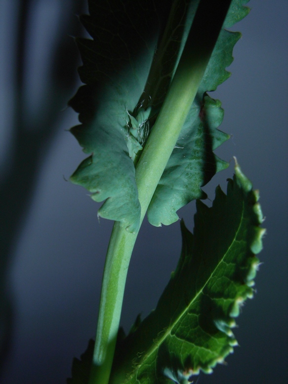 Papaver setigerum