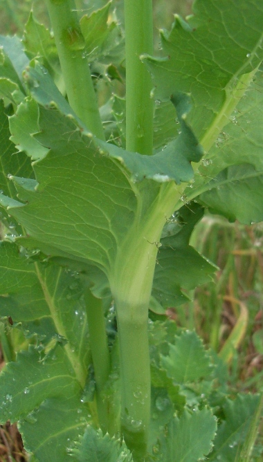 Papaver setigerum