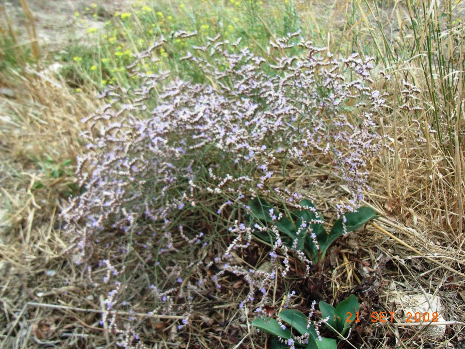 Limonium