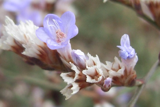 Limonium