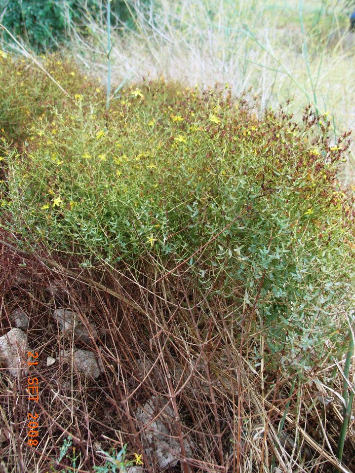 Hypericum triquetrifolium / Erba di S.Giovanni crespa