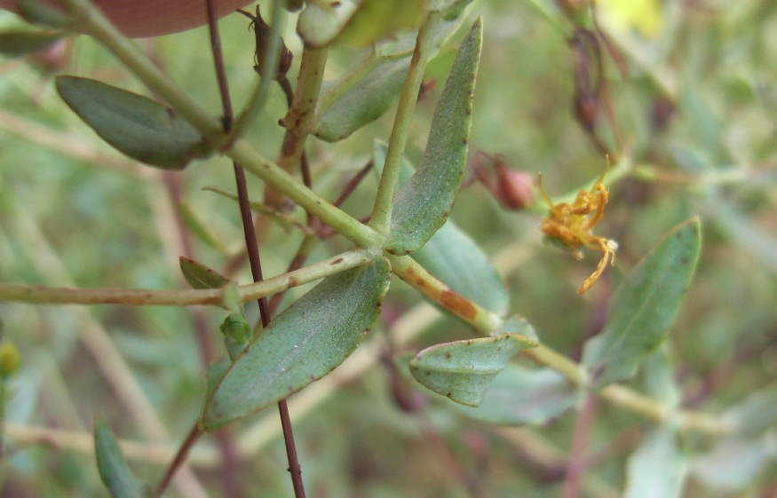 Hypericum triquetrifolium / Erba di S.Giovanni crespa