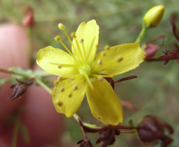 Hypericum triquetrifolium / Erba di S.Giovanni crespa