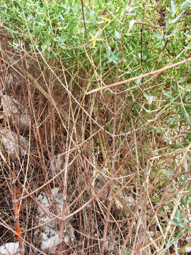 Hypericum triquetrifolium / Erba di S.Giovanni crespa