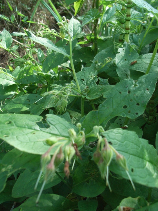 Symphytum bulbosum