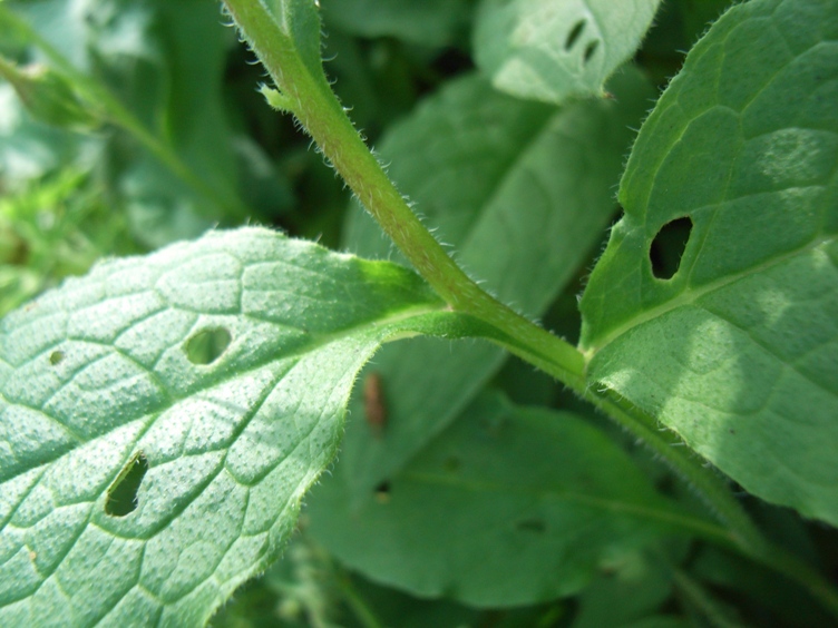 Symphytum bulbosum