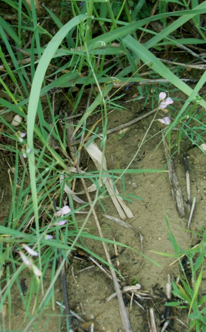 Ervum gracile (=Vicia tenuissima) / Veccia gracile