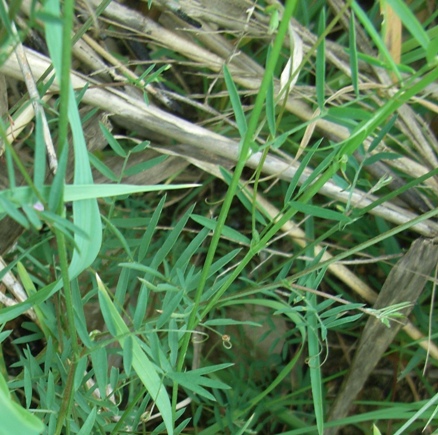 Ervum gracile (=Vicia tenuissima) / Veccia gracile