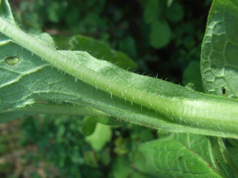 Symphytum bulbosum