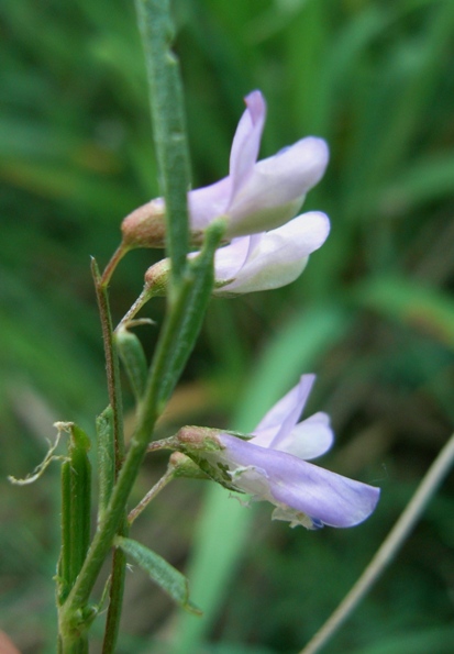 Ervum gracile (=Vicia tenuissima) / Veccia gracile