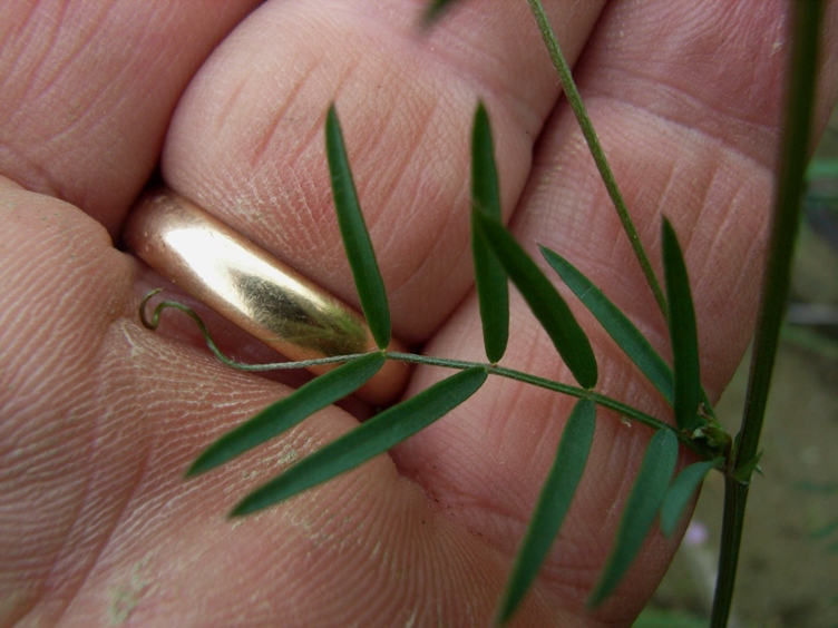 Ervum gracile (=Vicia tenuissima) / Veccia gracile