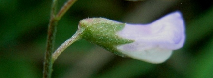 Ervum gracile (=Vicia tenuissima) / Veccia gracile