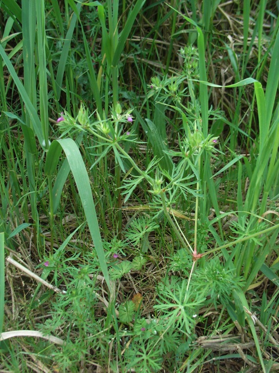 Geranium dissectum L.