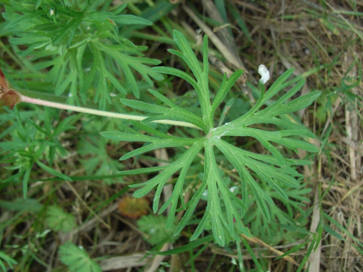 Geranium dissectum L.