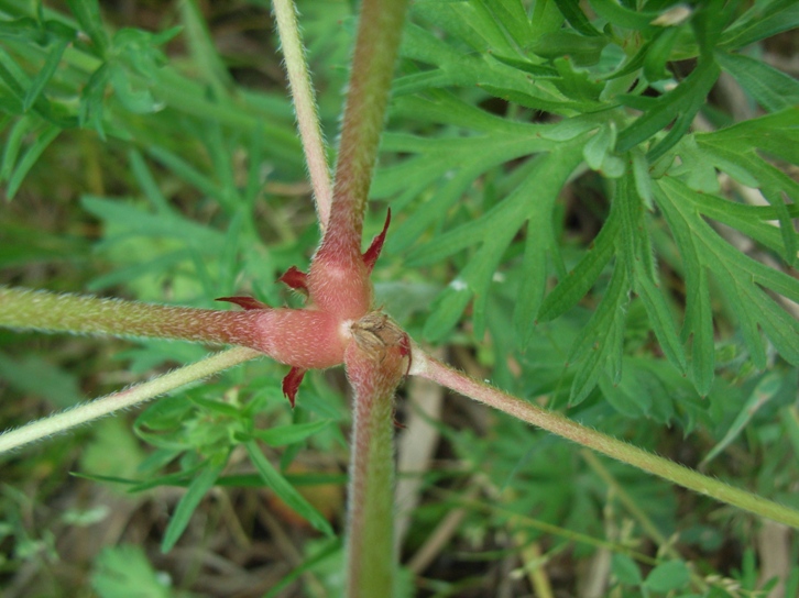 Geranium dissectum L.