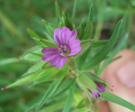 Geranium dissectum L.