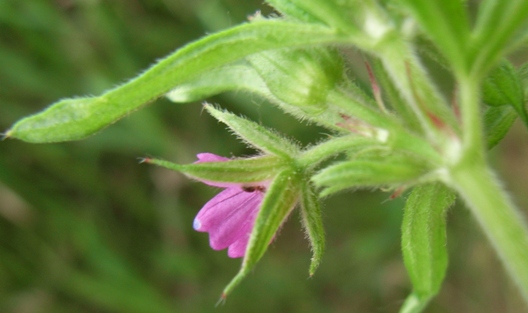 Geranium dissectum L.